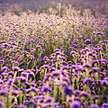 南川梦幻的紫色花海