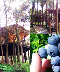 一个半小时去巴南,住树屋摘蓝莓