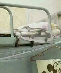 川外男生与蛇睡一夜,所谓千年修得共枕眠