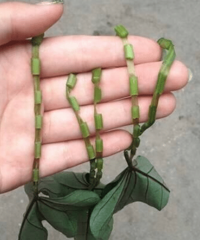 玩过这个的请举手!!