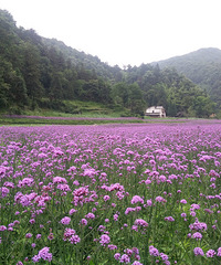 【完结】逃离主城的暴雨 去綦江李公坝看花海~~~