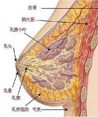 #美禅整形#隆胸,你选自体脂肪还是假体?