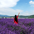 自驾川西看花花