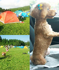 老司机带我去武陵山露营