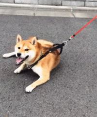 有本事拖着我走啊! 来呀来呀...