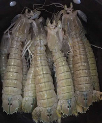 降温啦,吃辣辣,海鲜小餐自己做