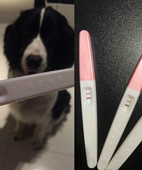 患有多囊的我终于如愿好孕!