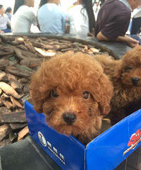 �Լҹ����µ�С���������Ĺ������ѯ�ۣ�