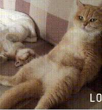 忙了一天的猫妈妈终于得空休息了,直接瘫了