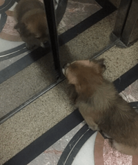 一只会自己坐电梯的狗