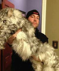 这只缅因库恩猫也太大只了吧!酷!
