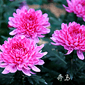 嵩明观亚洲最大菊花展