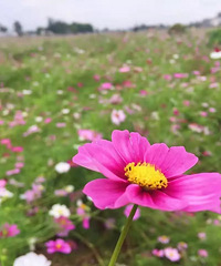 ܱߵĸɣ~     㻹Ͽղأԣ