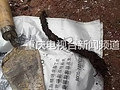 在九龙坡挖出古人辫子