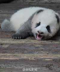 网曝游客扔东西砸醒熊猫宝宝,气愤!