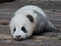 游客竟扔东西砸小灰灰