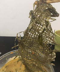 某花甲米线吃出个恶心的东西商家诬赖我自己放的?