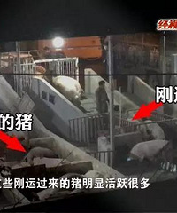丧心病狂!生猪灌泥浆,“增重”20斤!