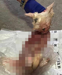 丧心病狂!网曝女子买宠物猫不能退货,竟将猫扒皮....