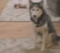 一军事节目谈军犬讲到哈士奇,大写的心疼!