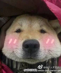 春运摩托车大军中一只超萌汪星人,好挤哦可还是要保持微笑