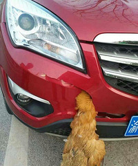 鸡把车撞破了,司机鸡年还好吗?这是传说中的铁公鸡啊