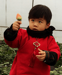 看!我摘到的大草莓!
