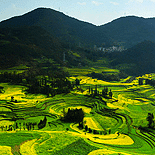 元阳梯田环线看油菜花