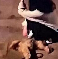 泰迪遭大狗10秒咬死,美女狗主崩溃