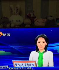 南岸区发现H7N9,但未发现人感染H7N9病例