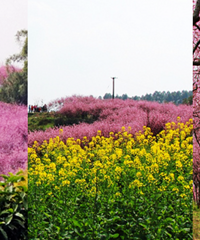 去璧山来凤看花海,不要门票还近