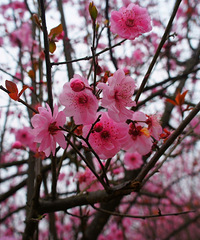 春暖花开去璧山来凤赏花