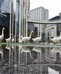 管管给你揭秘,时代C馆那些柱子怎么玩