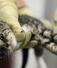 流浪猫被安乐死的过程,你支持安乐死吗?