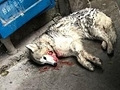 狗狗咬死鸭子惨遭打死