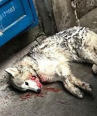 万州一只狗咬死了鸭子,鸭商贩打死了狗