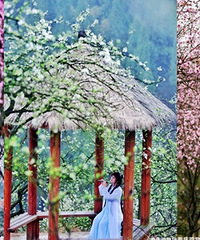 银盒李花如雪,这周去刚刚好
