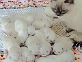 身体被掏空的猫妈妈