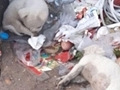 流浪狗的小伙伴死了