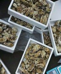 网上团购的生蚝,自己动手,丰衣足食!