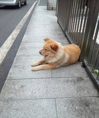 李子坝轻轨站的“忠犬八公”