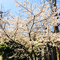 幸福广场公园樱花开了