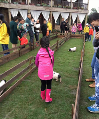 住特色民宿,赶小猪