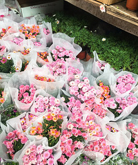 回龙湾花市打探归来,品种还是多,价格不算最便宜