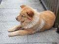 李子坝现忠犬八公