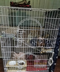 è���к�����