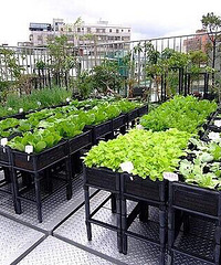 屋顶花园和菜园,以及小后花园施工中【日立中央空调杯装修日记】