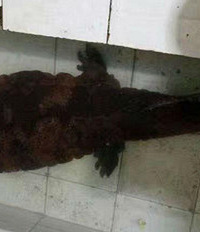 江边捡到这宝贝,千万别带回家