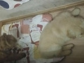 业主车库投毒毒死小狗