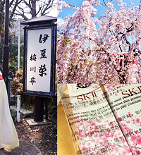 樱花季游日本,收获了美景和败品
